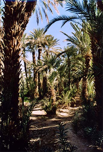 07-tansikht