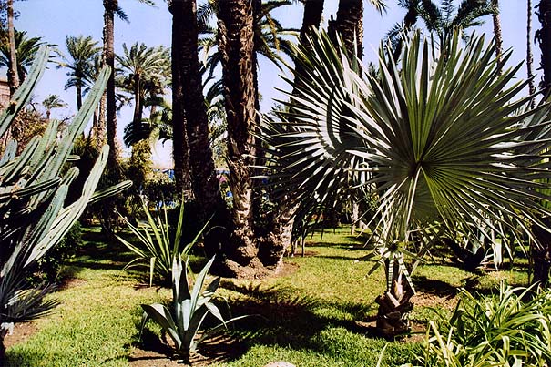 03-majorelle