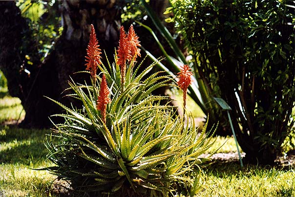 04-majorelle