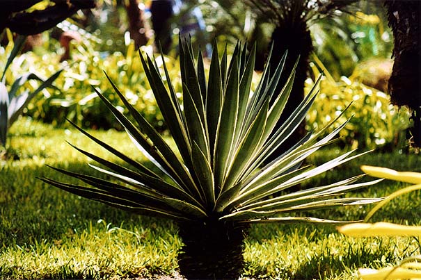 05-majorelle